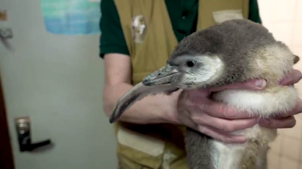 Двое пингвинят вылупились в Московском зоопарке