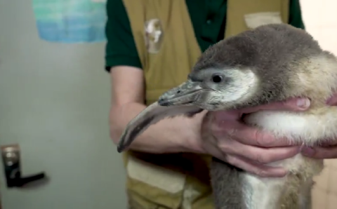 Двое пингвинят вылупились в Московском зоопарке