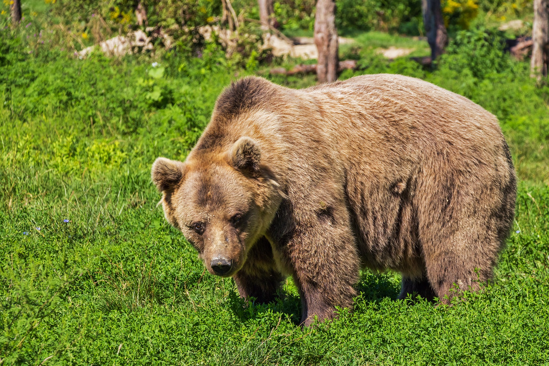 Медведь в Иркутской области утащил в лес собаку местной жительницы