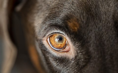 Дворняга покусала десятилетнего мальчика на Чукотке