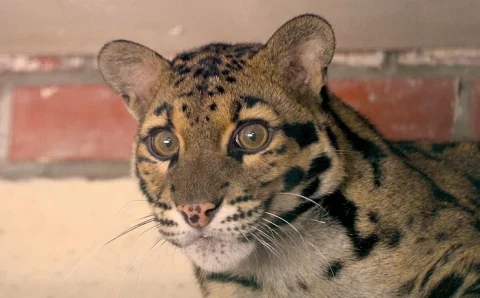 Самок дымчатого леопарда привезли в Московский зоопарк из французского Пон-Скорфа