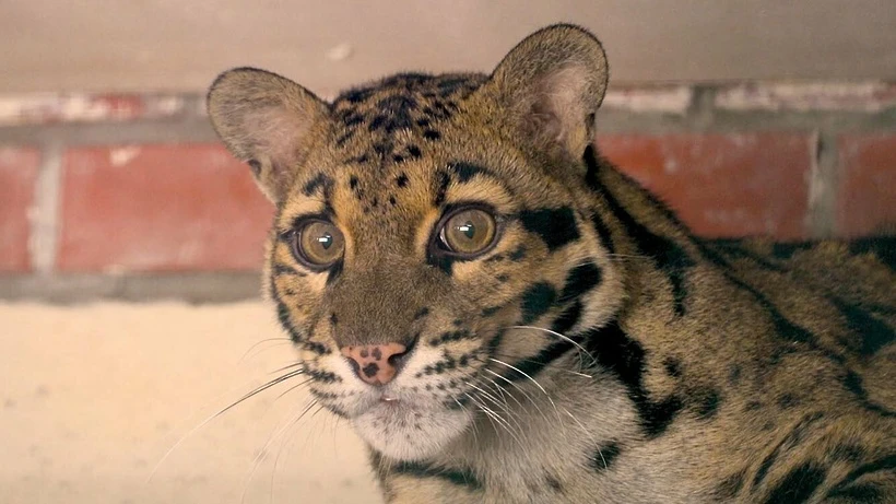 Самок дымчатого леопарда привезли в Московский зоопарк из французского Пон-Скорфа