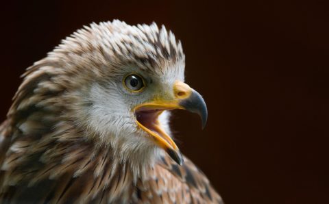 Мужчина в Краснодарском крае незаконно поселил у себя льва, коршуна и медведя