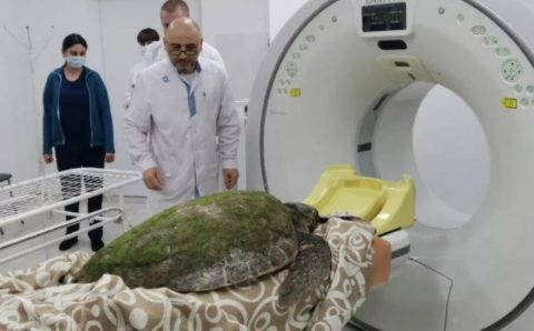 Врачи Анапы назначили компьютерную томографию огромной черепахе