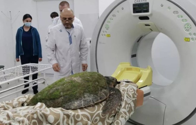 Врачи Анапы назначили компьютерную томографию огромной черепахе