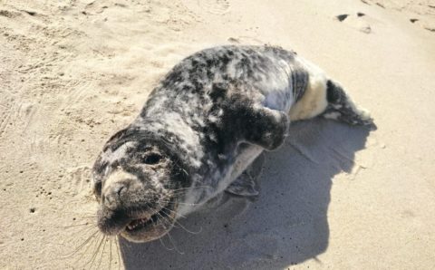 Массовая гибель тюленей у Махачкалы обусловлена «природными факторами», заявили в Минприроды РД