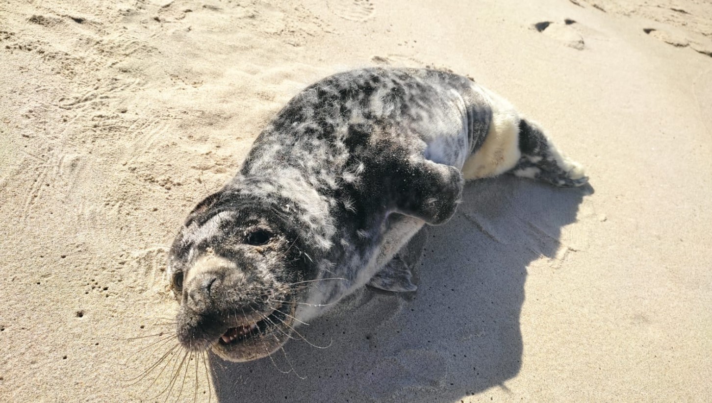 Массовая гибель тюленей у Махачкалы обусловлена «природными факторами», заявили в Минприроды РД