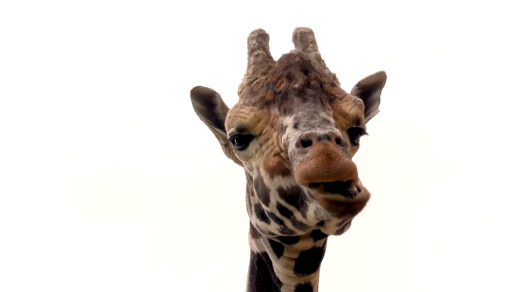 Старейший жираф Московского зоопарка стал показываться гостям