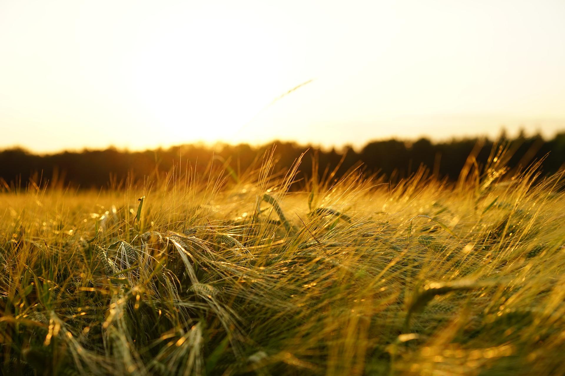 Россия начала импорт зерна из Херсонской области