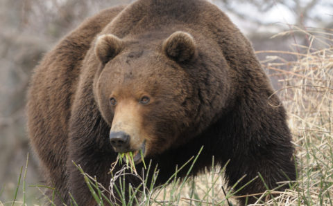 Сразу двух медведей сбила легковушка в Елизовском районе Камчатки