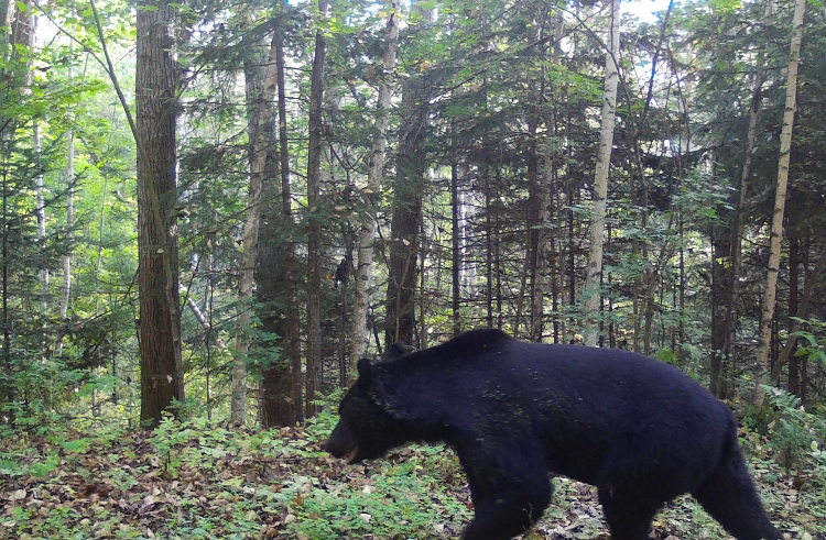 В Лесозаводске застрелили бурого медведя, решившего побродить по улицам