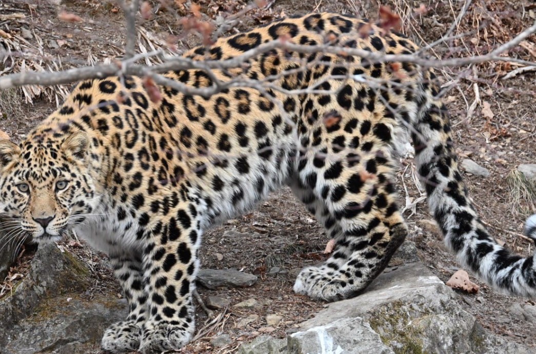 Новый житель «Кедровой пади» самец леопарда получил имя Бархат