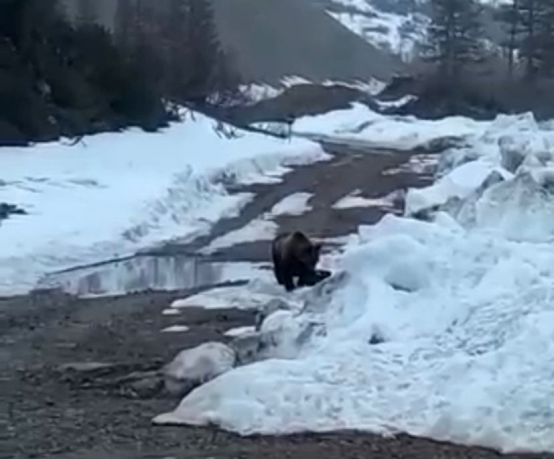 Неизвестные заманили медведя в Якутии к кастрюле с взрывчаткой и сняли детонацию на видео