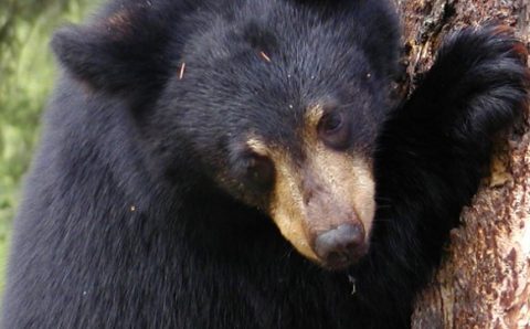 В Приморье спасли гималайского медвежонка, упавшего в колодец