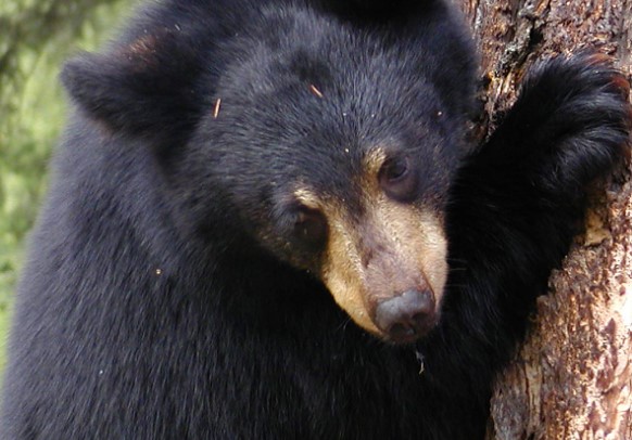 В Приморье спасли гималайского медвежонка, упавшего в колодец