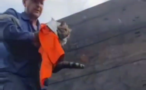 РЖД организовали операцию по спасению кота, угодившего в пустой вагон
