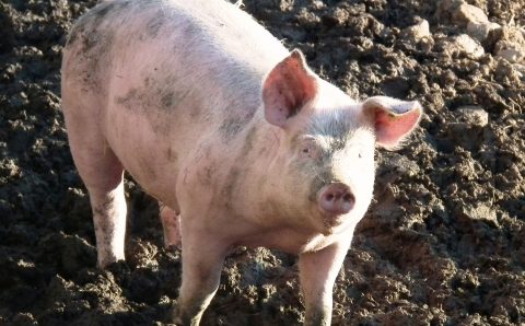 Мужчина в Иркутской области умер после укуса свиньи
