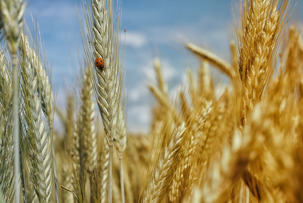 Власти Херсонской области уличили ВСУ в поджигании пшеничных полей