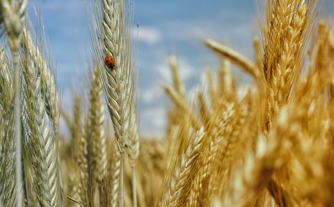 Власти Херсонской области уличили ВСУ в поджигании пшеничных полей