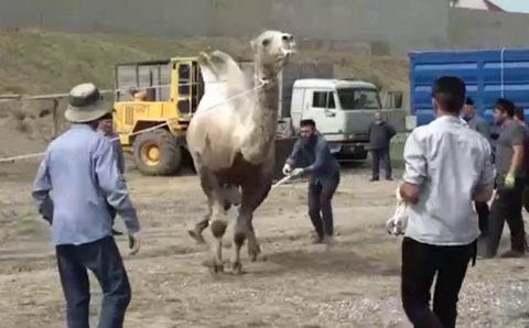 Глава Чечни принес в жертву верблюдов в честь Куран-байрама