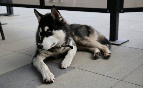 Хаски по кличке Буран повторил судьбу «Хатико» в аэропорту Хабаровска