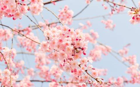 Japan Travel Concierge: У россиян не возникает проблем с получением турвизы в Японию