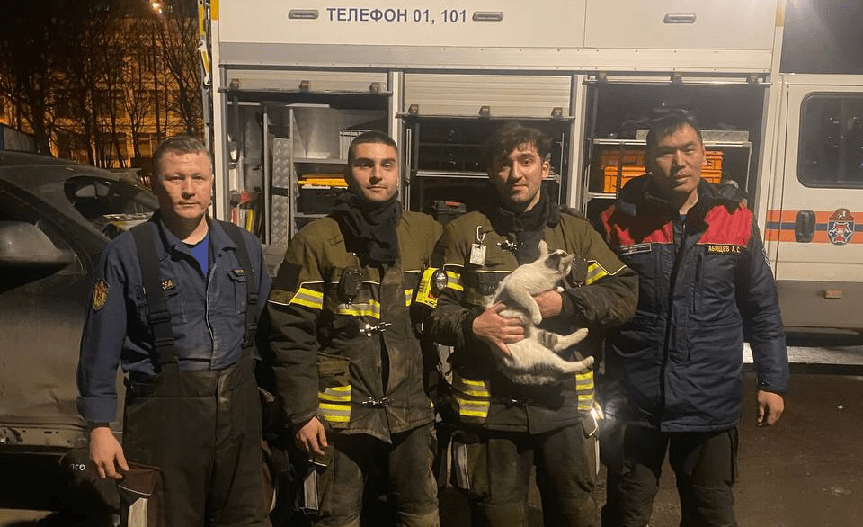 В Москве завершилась операция по вызволению кота-«механика», застрявшего в автомобиле
