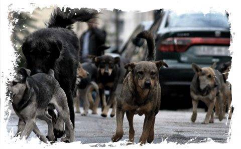 СМИ ради пиара «усеяли» Оренбург собачьими трупами