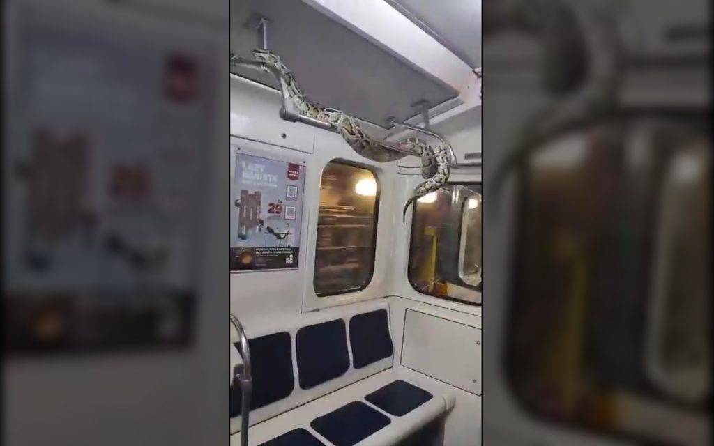 Петербуржец выпустил императорского удава «погулять» по поручням в метро