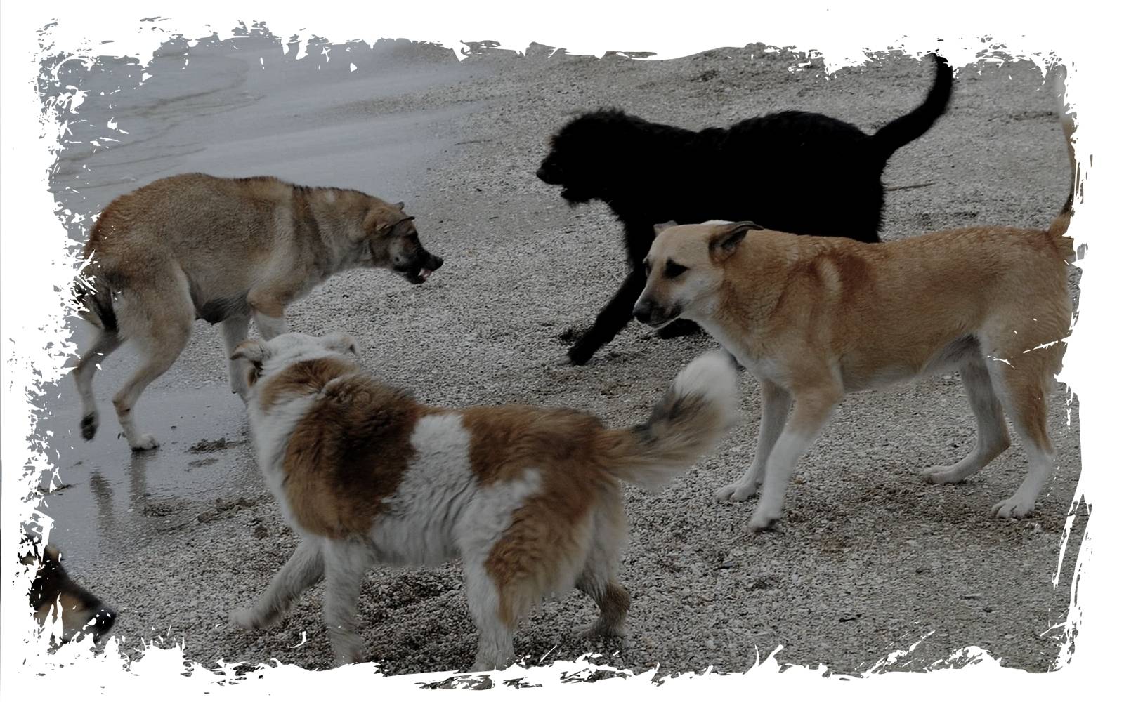 Игры убей собаку. Стая собак. Стая собак и щенок. В Оренбурге собаки загрызли.