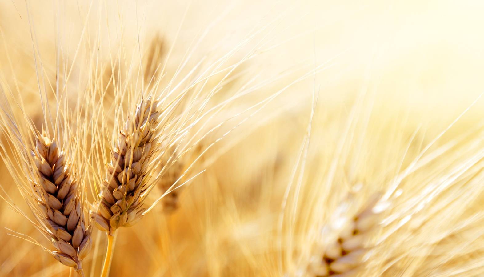 Власти Польши запрещают импорт зерна с Украины, чтобы стабилизировать аграрный рынок