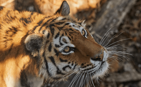 Россиянин убил самку краснокнижного амурского тигра и спрятал останки в тайник