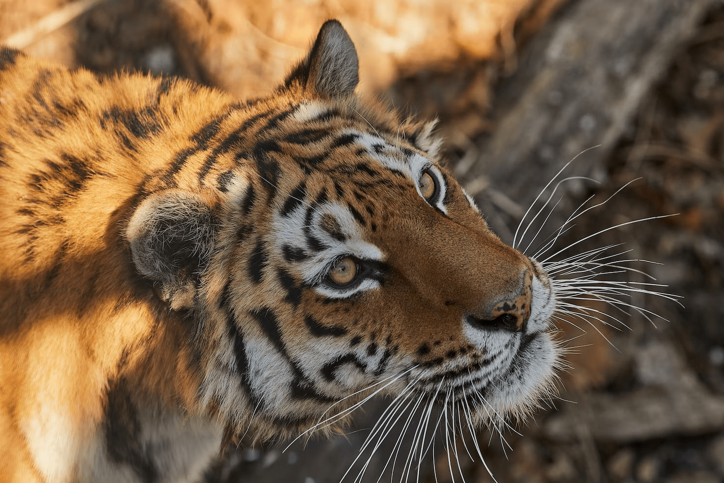 Россиянин убил самку краснокнижного амурского тигра и спрятал останки в тайник
