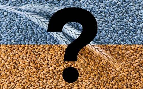 Зачем России продлевать «невыгодную» зерновую сделку?