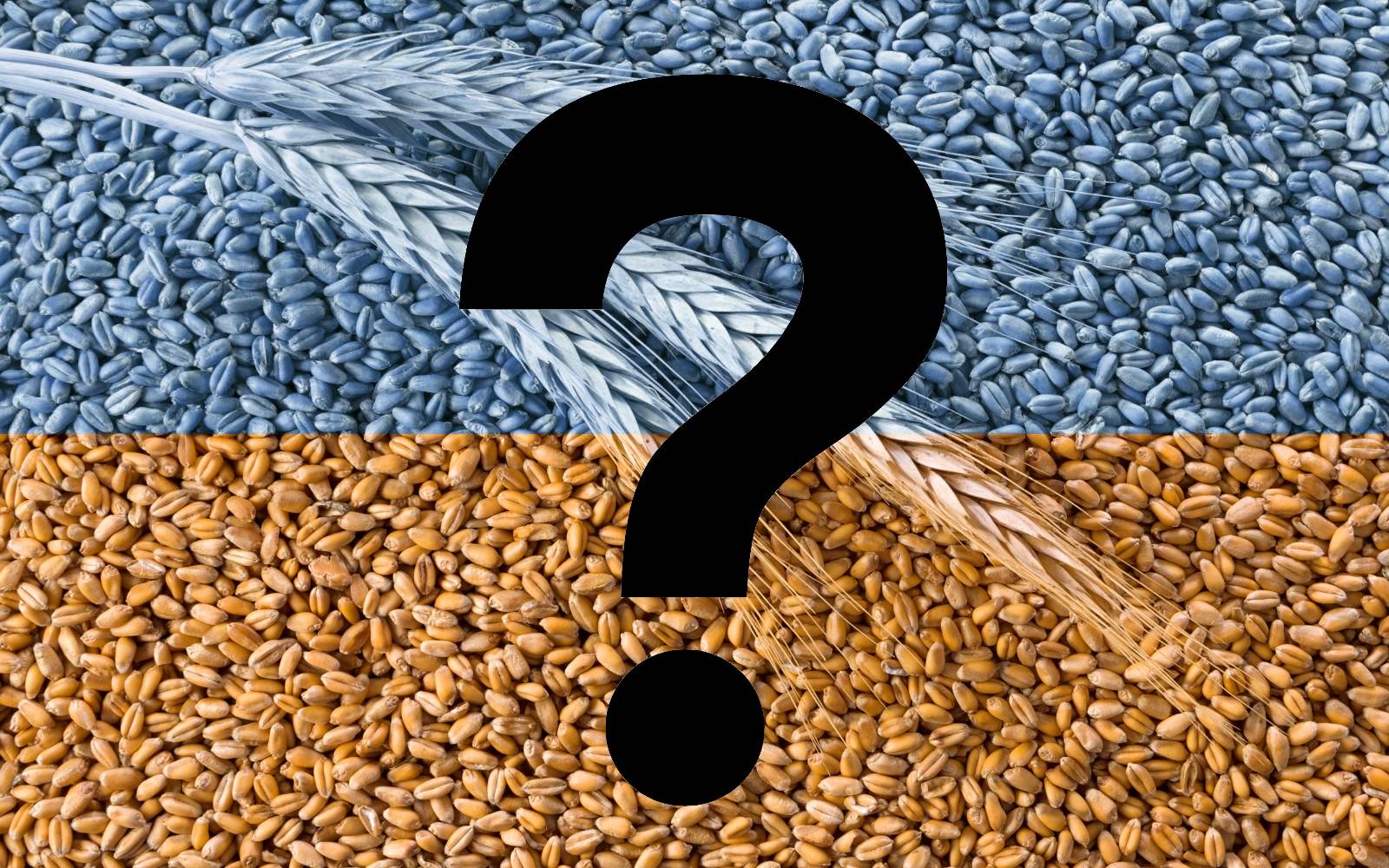 Зачем России продлевать «невыгодную» зерновую сделку?