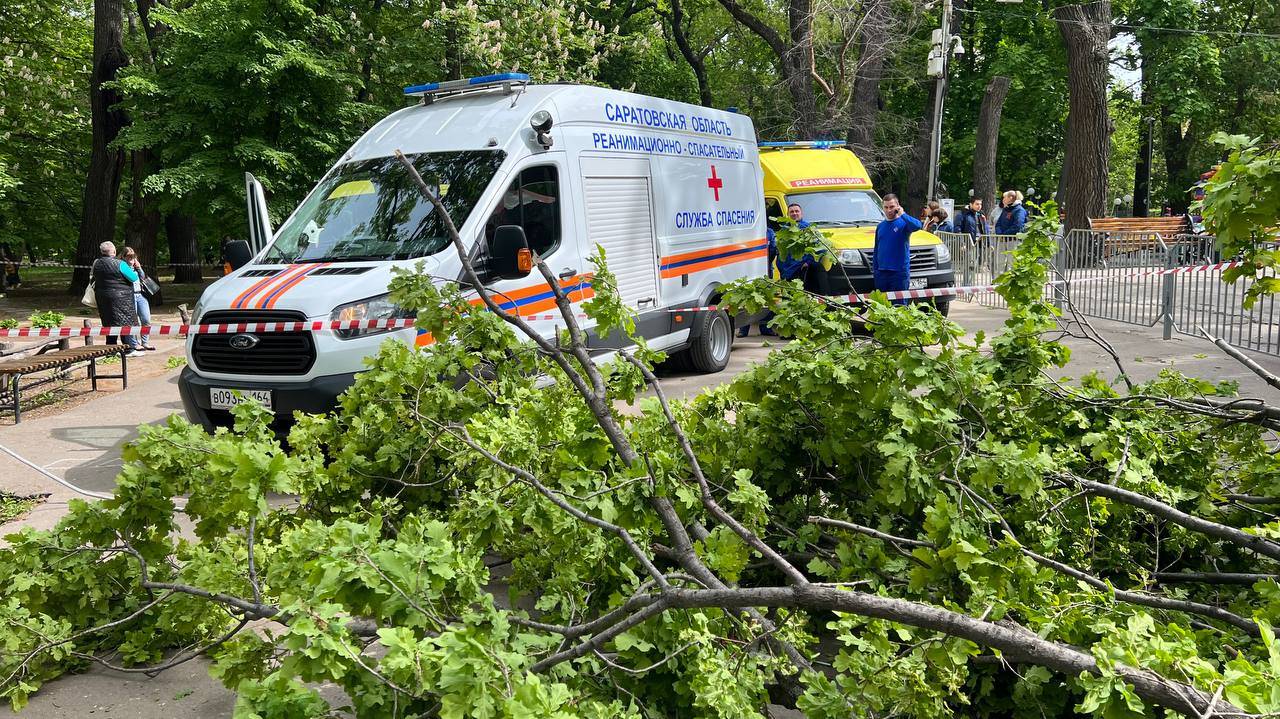 Власти Саратовской области сообщили о гибели женщины и ребенка под рухнувшим в парке деревом