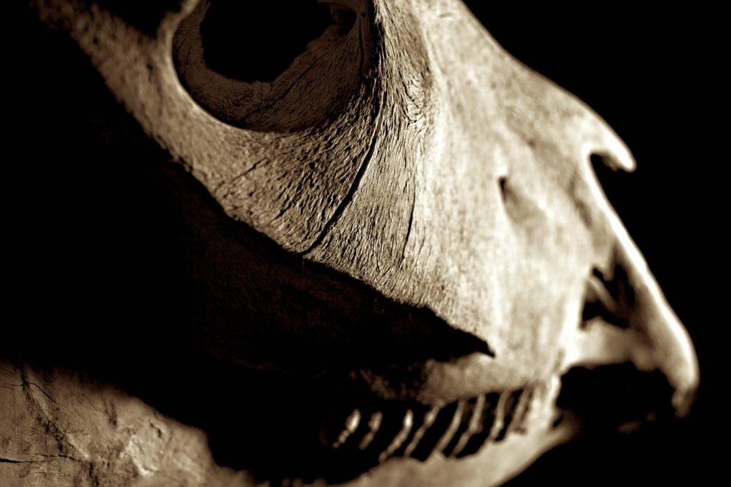 Саратовские учёные выяснили, как выглядел древний плиозавр