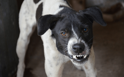 Ветеринарам не удалось выловить стаю собак покусавшую первоклассника на Чукотке