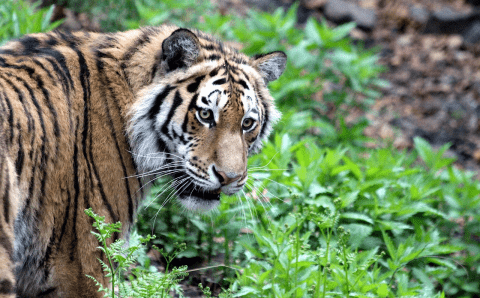 Амурский тигр напал на искавшую пропавшую собаку девушку под Уссурийском