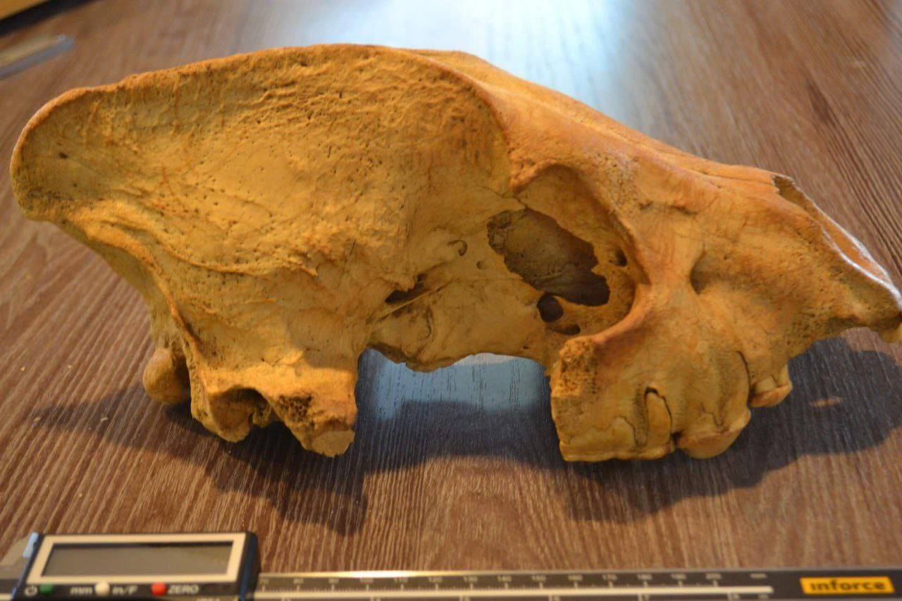 Почти полтонны костей древних животных выгребли из крупнейшего в Азии гиеньего логова