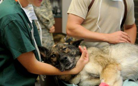 Ветеринары Москвы и Ростова-на-Дону с 2024 года смогут обучаться в интернатуре