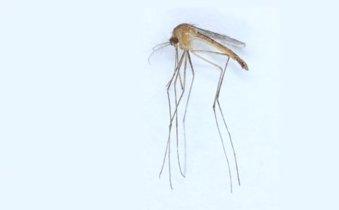 Комаров-распространителей лихорадки Западного Нила обнаружили в Финляндии