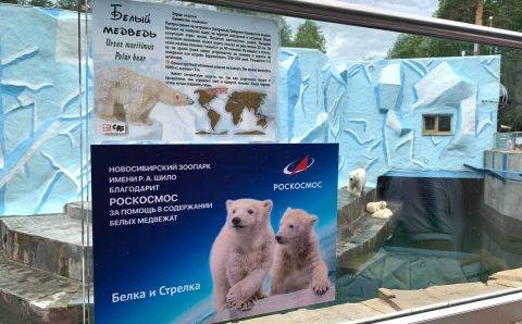 Роскосмос взял кураторство над белыми медвежатами Белкой и Стрелкой из Новосибирского зоопарка