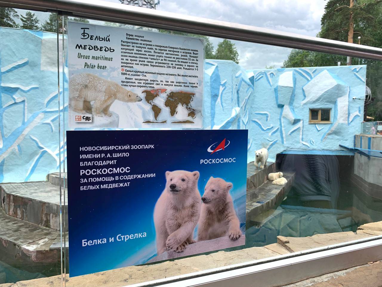 Роскосмос взял кураторство над белыми медвежатами Белкой и Стрелкой из Новосибирского зоопарка