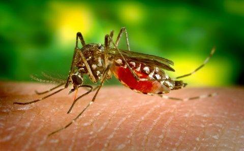 Российские города обезопасят от комаров, спецсистему уже тестируют на улицах ХМАО