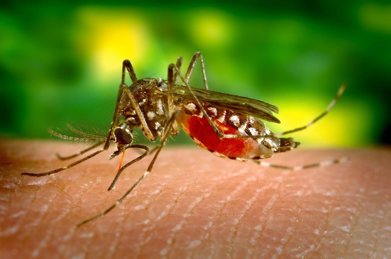 Роспотребнадзор усилил контроль за рейсами из Египта из-за вспышек неизвестной болезни, похожей на лихорадку денге