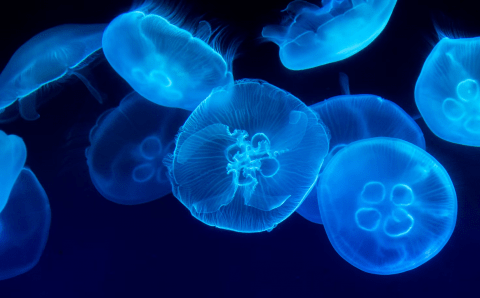 Тринадцать ужаленных медузами отдыхающих поступили в больницы Приморья за последние дни
