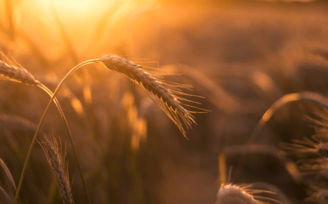 В РЖД об увеличении погрузки зерна на сети перевозчика в июле до 2,3 миллиона тонн