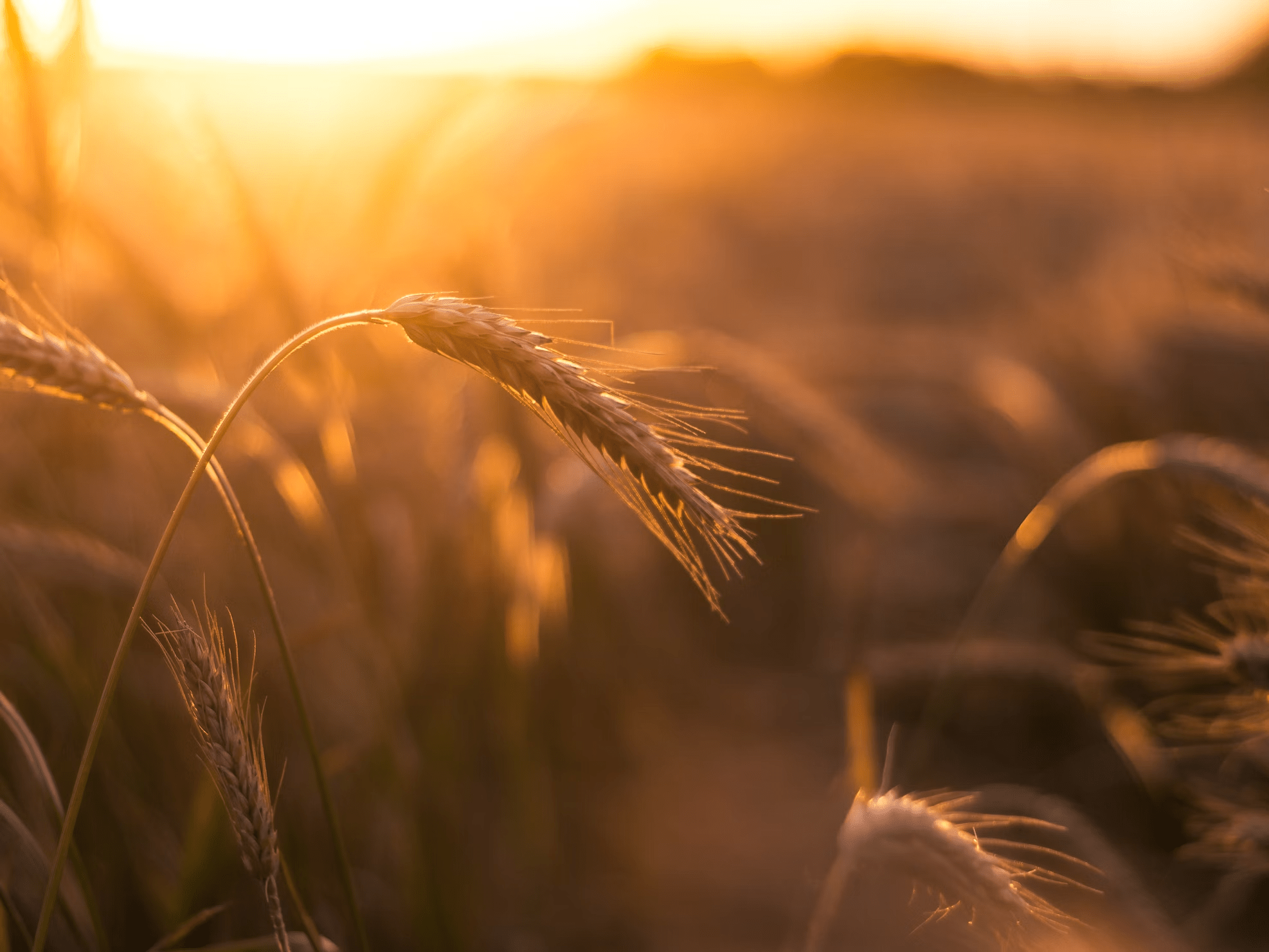В РЖД об увеличении погрузки зерна на сети перевозчика в июле до 2,3 миллиона тонн