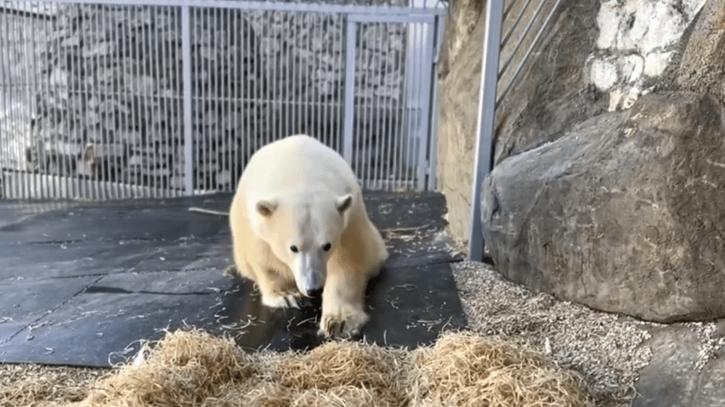 Медведь Диксон, спасенный из угольной кучи год назад, умер в Московском зоопарке